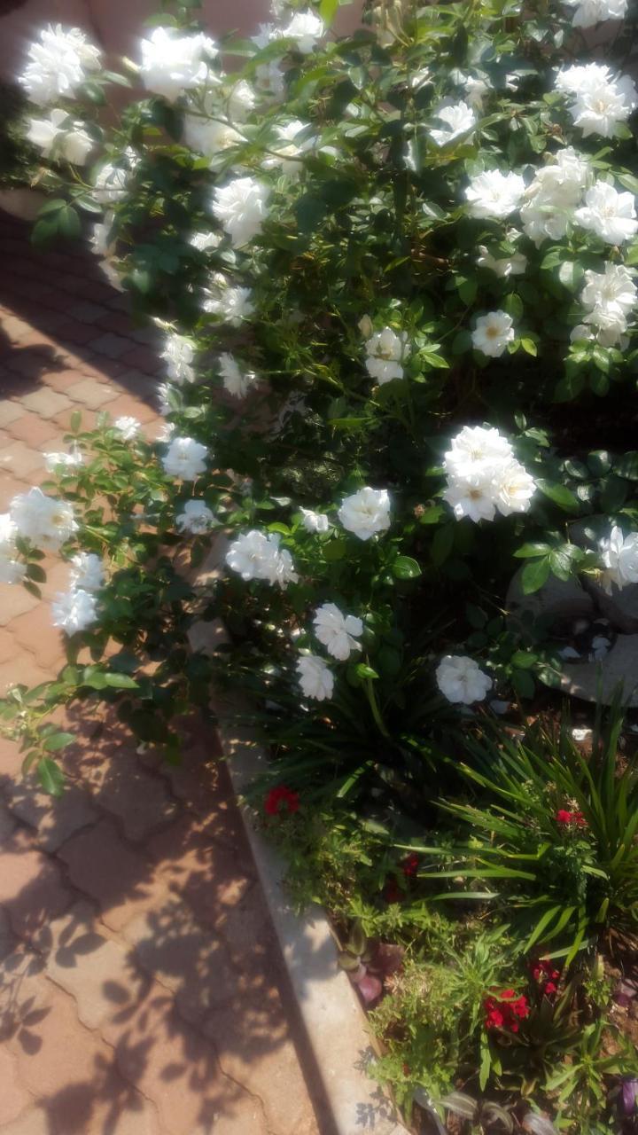 Tintech Bed & Breakfast Francistown Exterior foto
